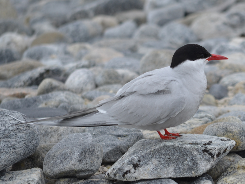 Seeschwalbe Foto MedienwerkstattWissen © 20062025 Medienwerkstatt