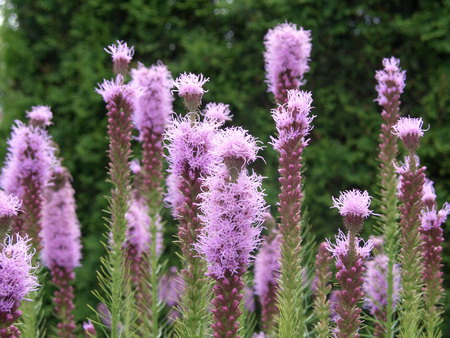 Prachtscharte allgemein MedienwerkstattWissen © 20062024