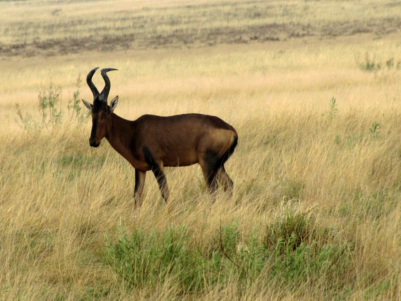 Etosha Nationalpark Fotos 1 MedienwerkstattWissen © 20062025