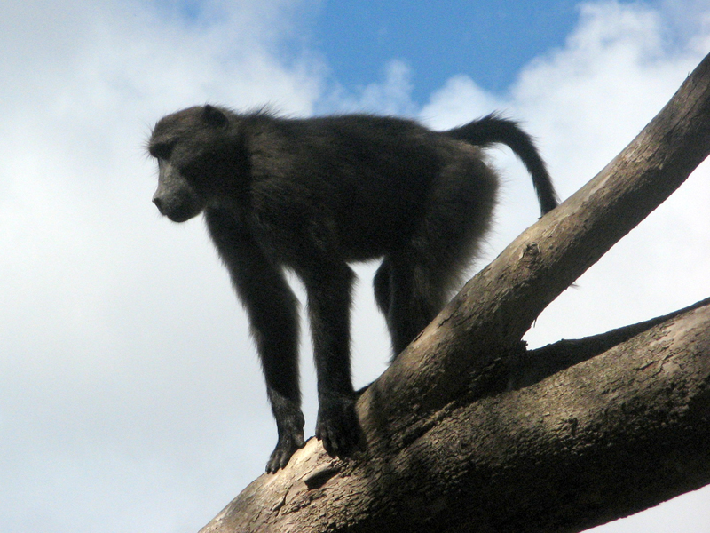 Pavian Fotos 2 MedienwerkstattWissen © 20062025 Medienwerkstatt