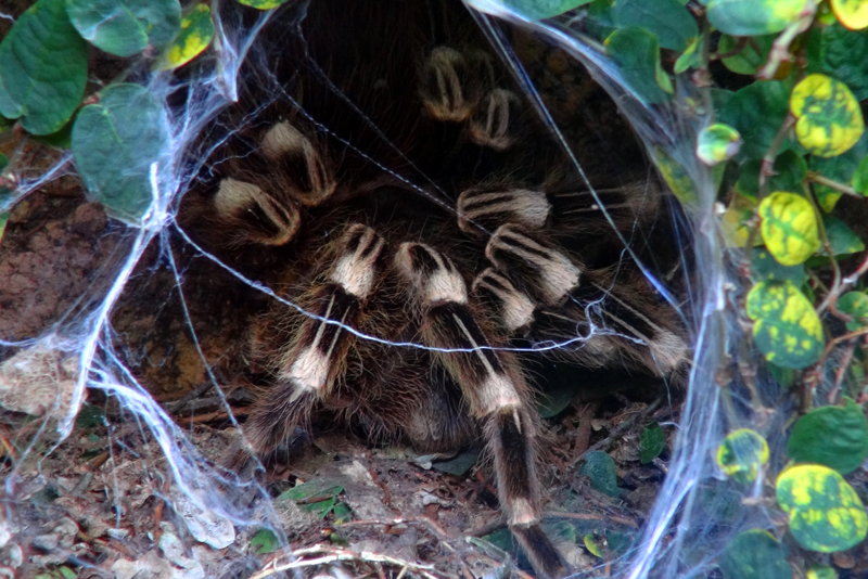 Weißknie - Vogelspinne - allgemein - Medienwerkstatt-Wissen © 2006-2017