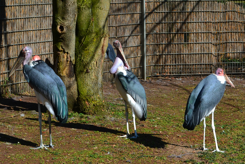 Marabu Fotos 2 MedienwerkstattWissen © 20062024 Medienwerkstatt