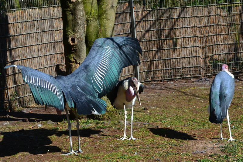 Marabu Fotos 2 MedienwerkstattWissen © 20062021 Medienwerkstatt