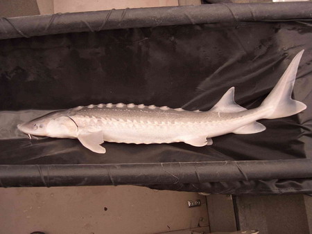 Stör - allgemein - Medienwerkstatt-Wissen © 2006-2023 Medienwerkstatt