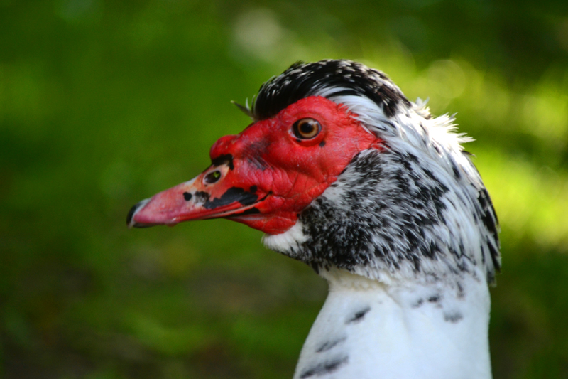 Moschusente allgemein MedienwerkstattWissen © 20062025