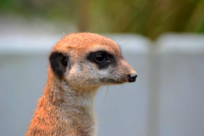 Erdmännchen Fotos 4 MedienwerkstattWissen © 20062024 Medienwerkstatt