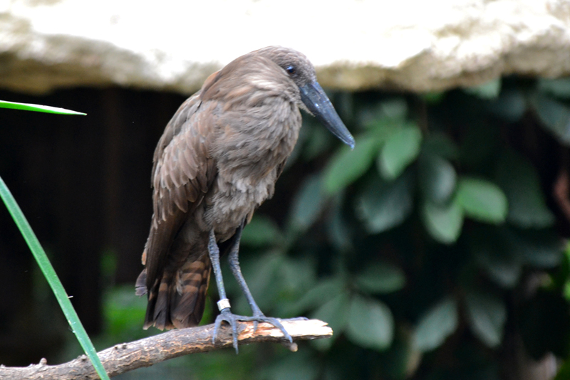 Hammerkopf Fotos MedienwerkstattWissen © 20062023 Medienwerkstatt