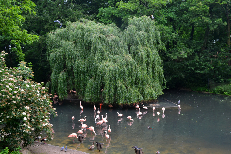 Ententeich allgemein MedienwerkstattWissen © 20062024 Medienwerkstatt