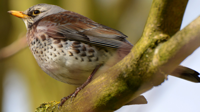 Singdrossel Fotos 1 MedienwerkstattWissen © 20062023 Medienwerkstatt