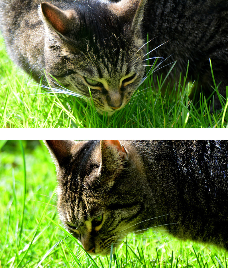 Warum Fressen Katzen Gras Fotos Medienwerkstatt Wissen