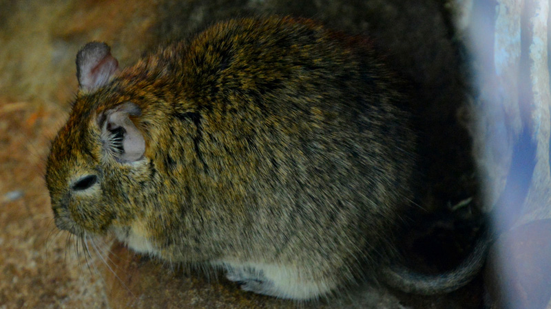 Gewöhnlicher Degu allgemein MedienwerkstattWissen © 20062024