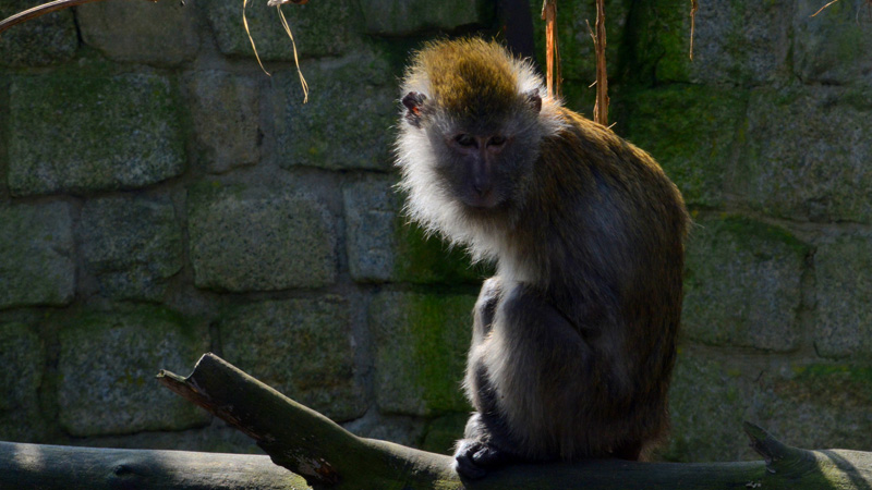 Javaneraffe allgemein MedienwerkstattWissen © 20062022