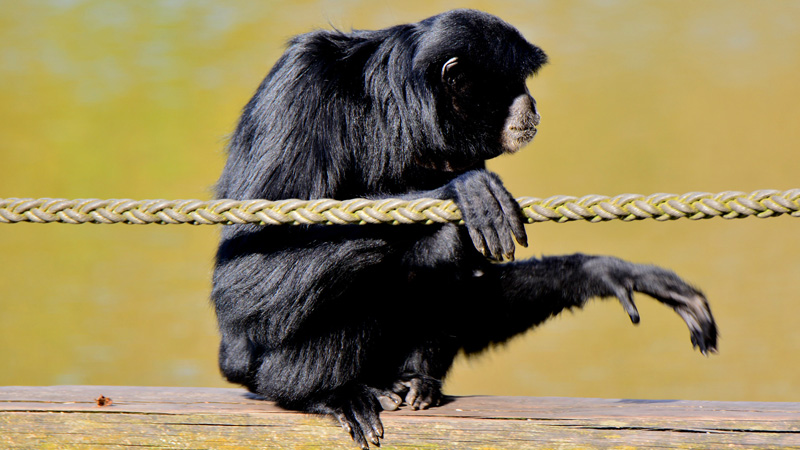 Siamang Fotos 2 MedienwerkstattWissen © 20062024 Medienwerkstatt