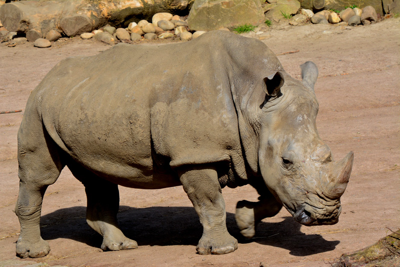 Nashornanlage - Fotos 1 - Medienwerkstatt-Wissen © 2006-2026 ...