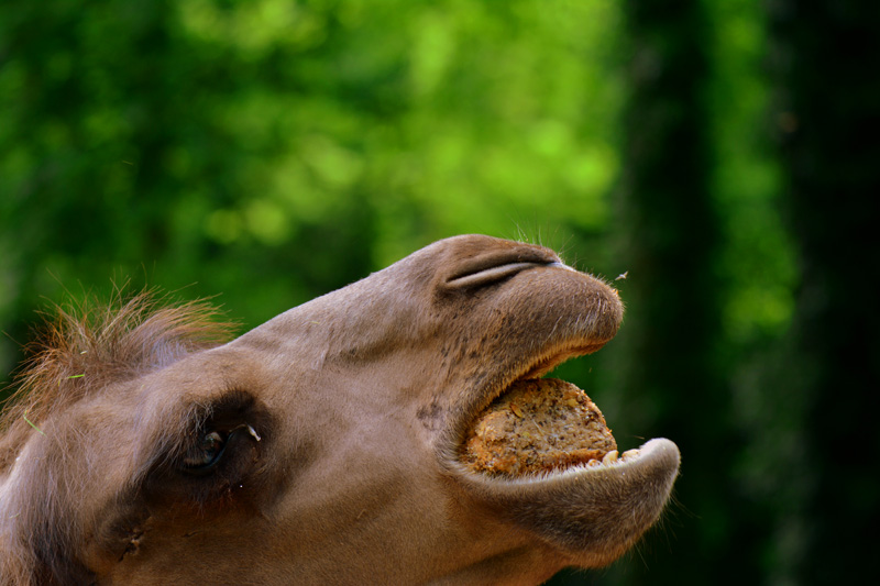 Trampeltier Fotos 4 MedienwerkstattWissen © 20062023 Medienwerkstatt