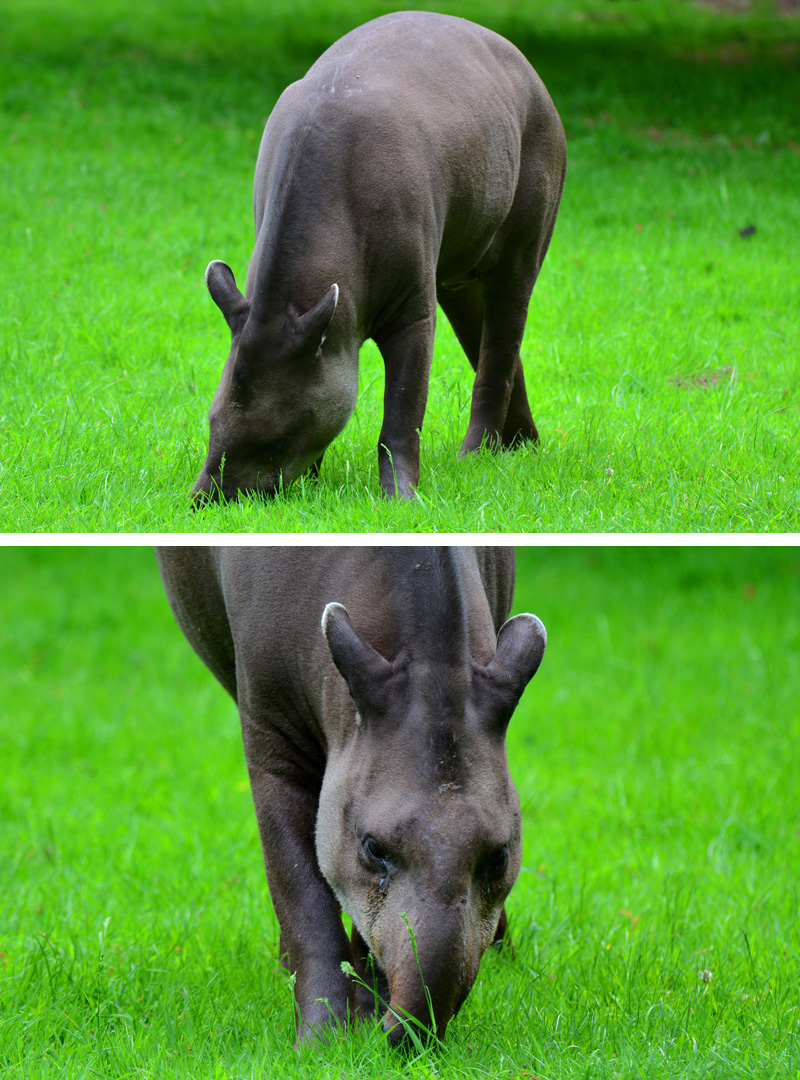 Tapir Flachlandtapir Fotos 4 MedienwerkstattWissen © 20062025