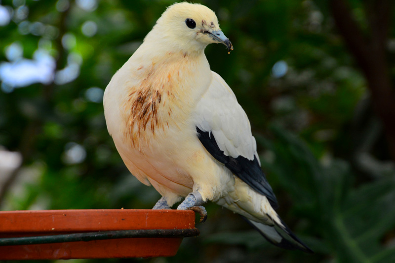 Zweifarbfruchttaube (Fotos) MedienwerkstattWissen © 20062024