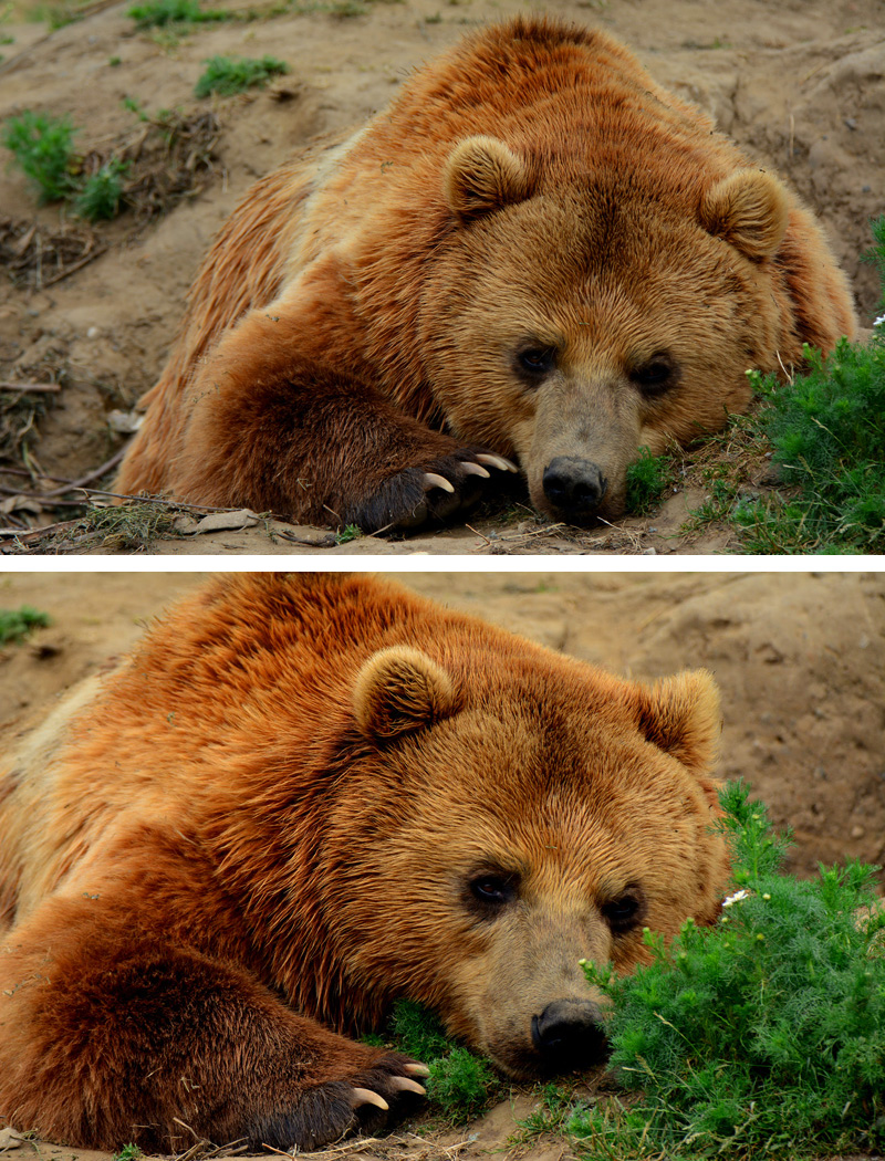 Kamtschatkabär Fotos 4 MedienwerkstattWissen © 20062025