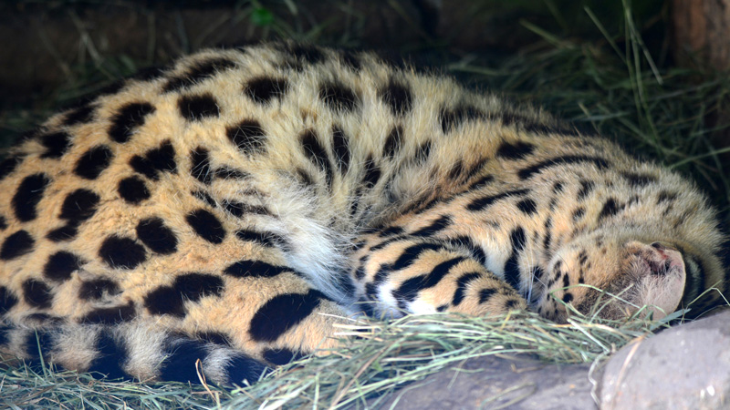 Serval Fotos 2 MedienwerkstattWissen © 20062024 Medienwerkstatt