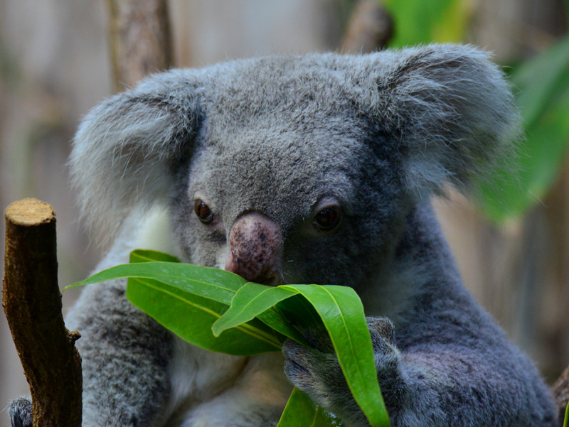 Koala Fotos aus dem Duisburger Zoo 6 MedienwerkstattWissen © 2006