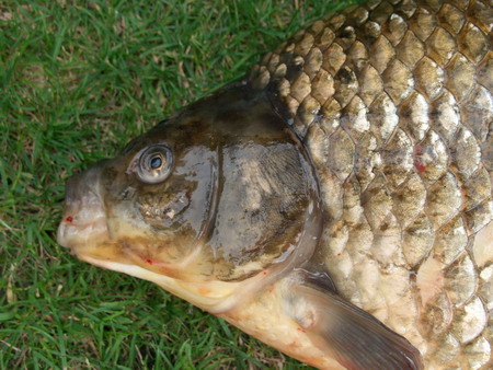 Karausche allgemein MedienwerkstattWissen © 20062024 Medienwerkstatt