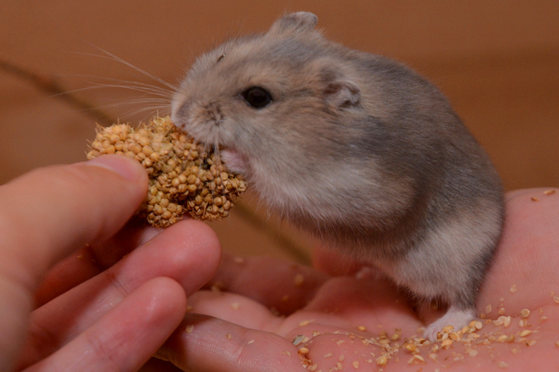 Dsungarischer Zwerghamster - Fotos 4 - Medienwerkstatt-Wissen © 2006