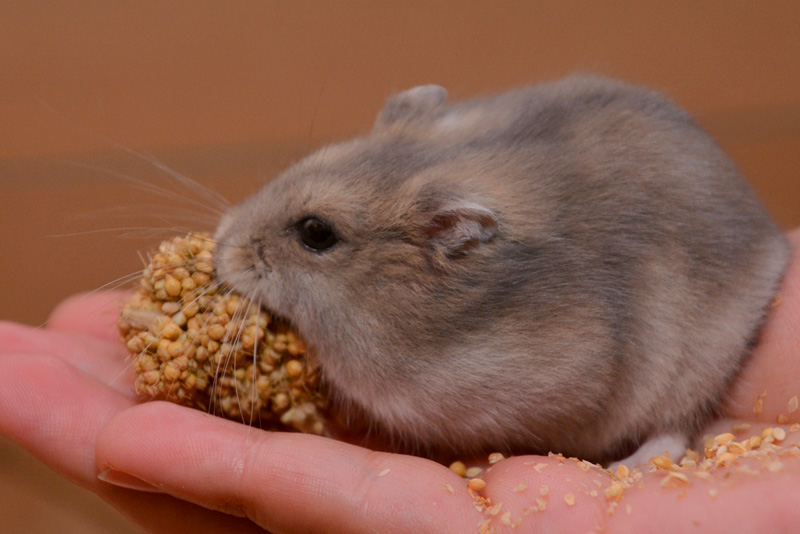 Dsungarischer Zwerghamster - Fotos 4 - Medienwerkstatt-Wissen © 2006