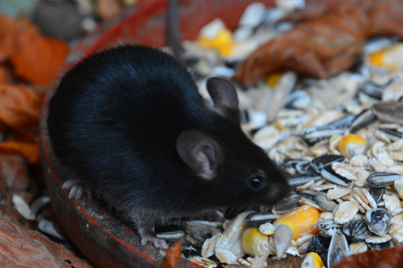 Farbmäuse Fotos 2 MedienwerkstattWissen © 20062025 Medienwerkstatt