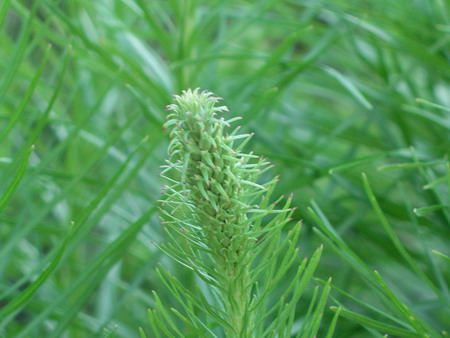 Prachtscharte Die Prachtscharte erblüht Fotos Medienwerkstatt