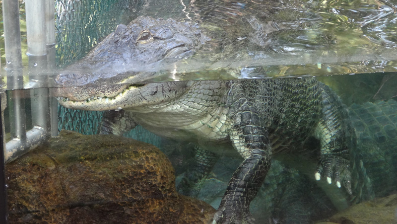 Alligator Fotos MedienwerkstattWissen © 20062024 Medienwerkstatt