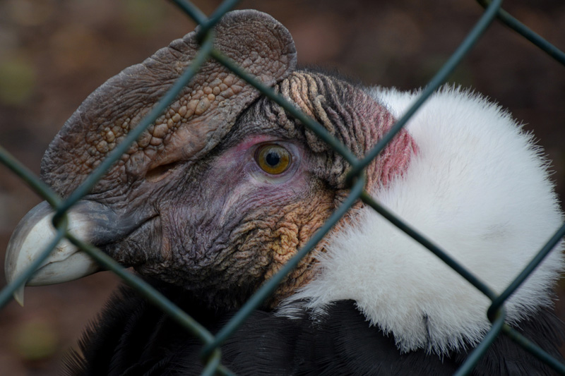 Andenkondor allgemein MedienwerkstattWissen © 20062023