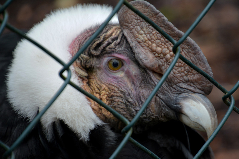 Andenkondor allgemein MedienwerkstattWissen © 20062023