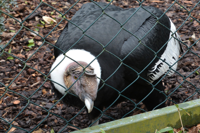 Andenkondor allgemein MedienwerkstattWissen © 20062024