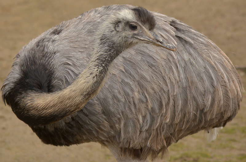 Nandu Fotos 3 MedienwerkstattWissen © 20062022 Medienwerkstatt