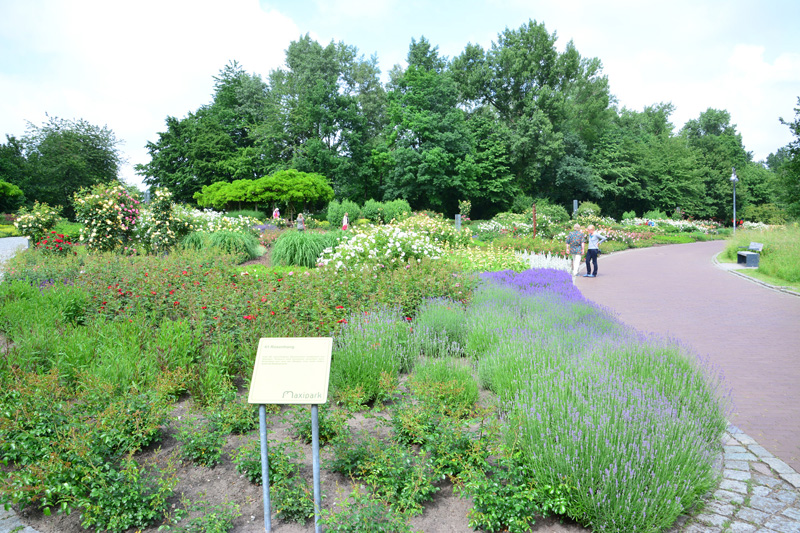 Rosenhang allgemein MedienwerkstattWissen © 20062024 Medienwerkstatt