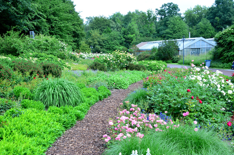 Rosenhang allgemein MedienwerkstattWissen © 20062024 Medienwerkstatt