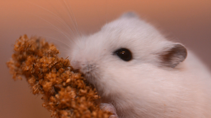 Dsungarischer Zwerghamster - Fotos 7 - Medienwerkstatt-Wissen © 2006