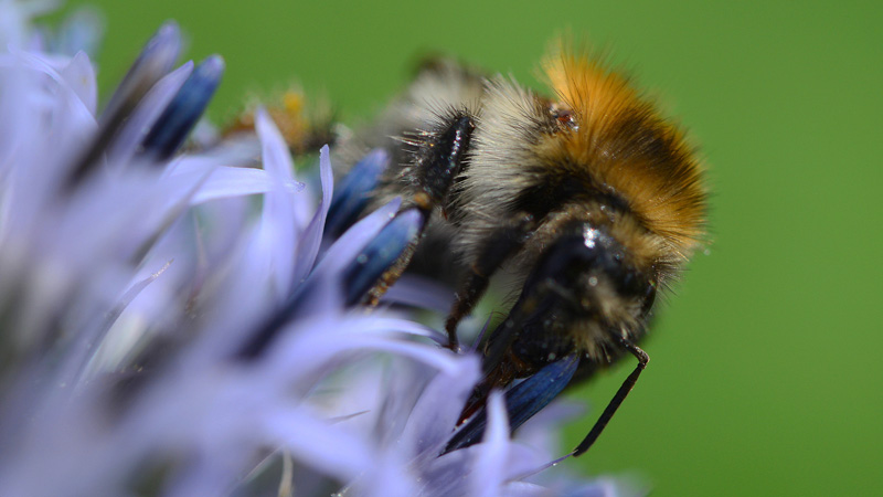 Hummel Fotos 5 MedienwerkstattWissen © 20062024 Medienwerkstatt