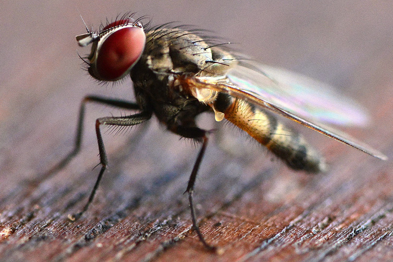 Stubenfliege Fotos 2 MedienwerkstattWissen © 20062023 Medienwerkstatt