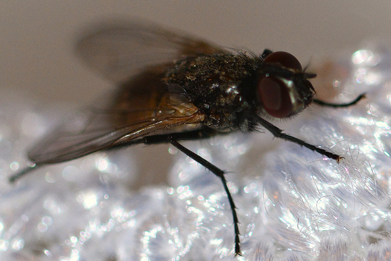 Stubenfliege Fotos 2 MedienwerkstattWissen © 20062024 Medienwerkstatt