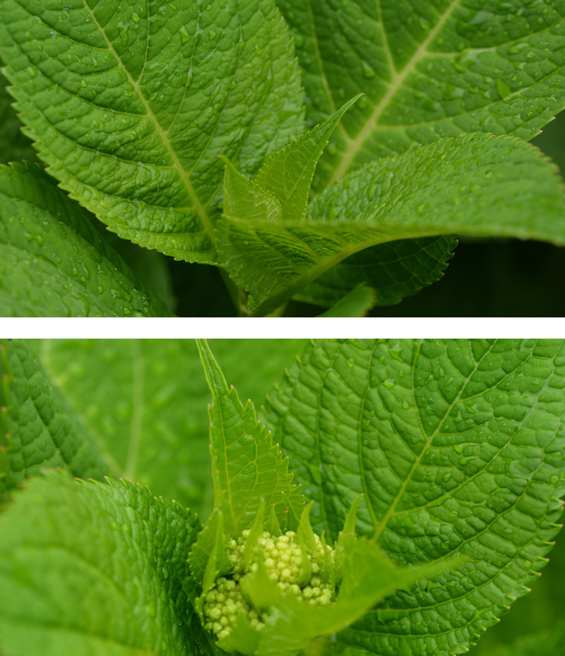 Hortensie Fotos 4 MedienwerkstattWissen © 20062024 Medienwerkstatt