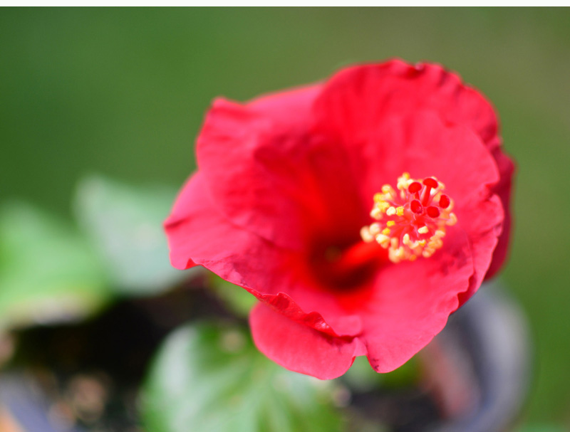 Hibiskus Fotos 2 MedienwerkstattWissen © 20062024 Medienwerkstatt