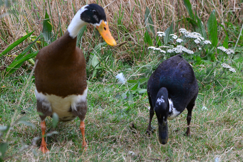 Die Indische Laufente Fotos 4 MedienwerkstattWissen © 20062025