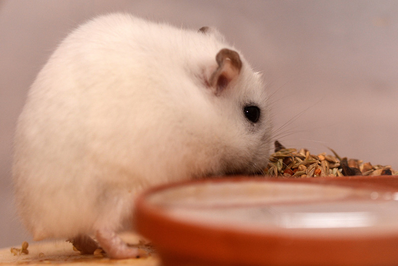 Dsungarischer Zwerghamster - Fotos 9 - Medienwerkstatt-Wissen © 2006