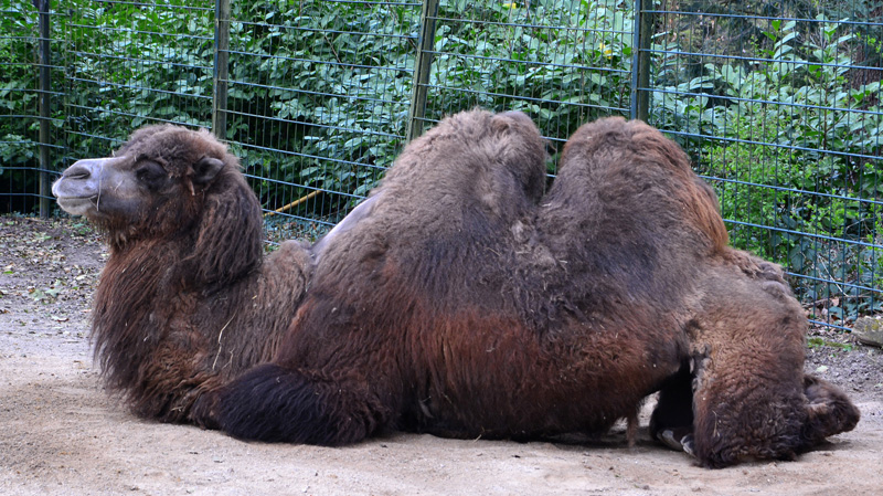 Trampeltier Fotos 4 MedienwerkstattWissen © 20062025 Medienwerkstatt