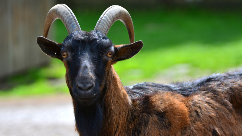 Hausziegen - Fotos 2 - Medienwerkstatt-Wissen © 2006-2026 Medienwerkstatt