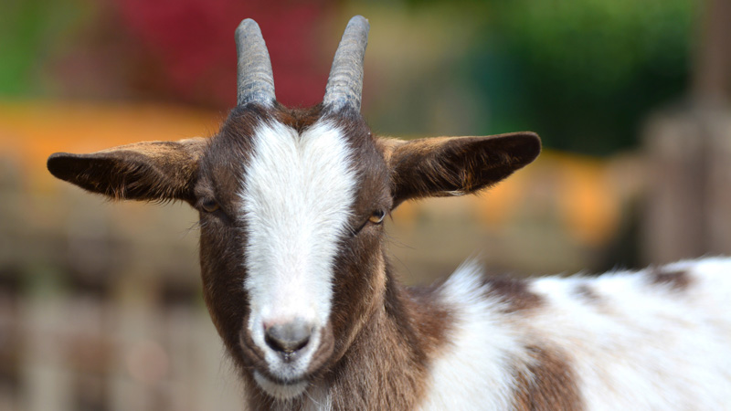 Hausziegen - Fotos 3 - Medienwerkstatt-Wissen © 2006-2026 Medienwerkstatt