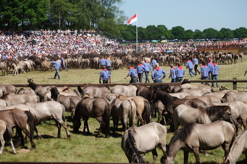  Foto zu Wildpferdefang am 27. Mai 2017 - Fotos 3 - Medienwerkstatt-Wissen 