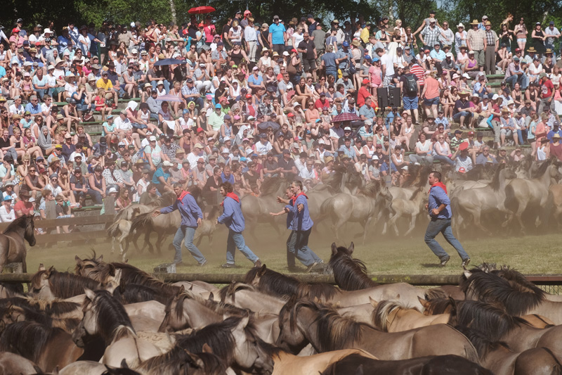  Wildpferdefang am 27. Mai 2017 - Fotos 3 - Medienwerkstatt-Wissen Bildidee 