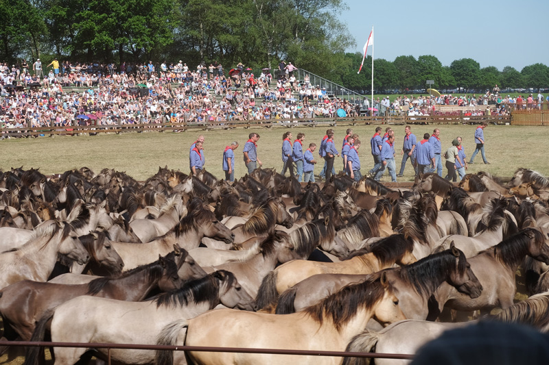  Wildpferdefang am 27. Mai 2017 - Fotos 4 - Medienwerkstatt-Wissen Illustration 